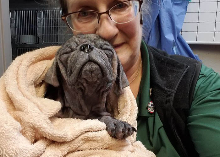 Abandoned Pug suffering from Mange gets a second chance