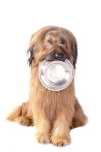 Adult dog homemade food recipe