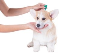 Best Flea Treatments for Dogs