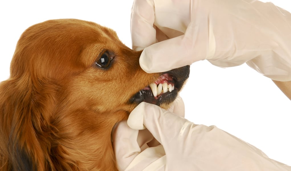 Best Foods for Dog’s Dental Health