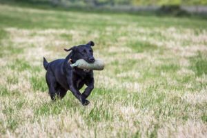 Blind Retrieving dog training