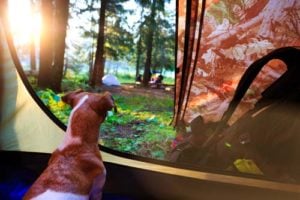 Camping with dogs