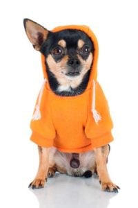 Choosing the best dog hoodie for dogs in spring or winter