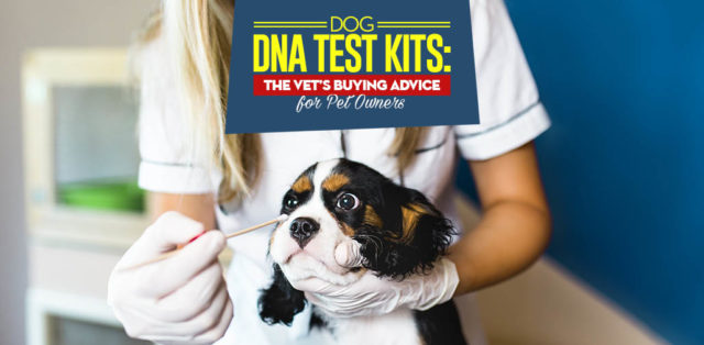 DNA Test for Dogs - Veterinarians Guide