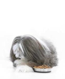 Dog nutrition tips for those who wont eat