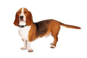 Escape Artist Dog Breeds