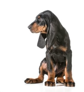 Escape Artist Dog Breeds