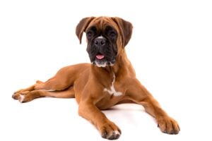 Escape Artist Dog Breeds