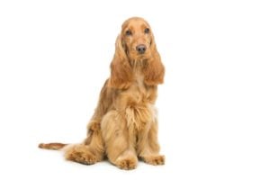 Escape Artist Dog Breeds