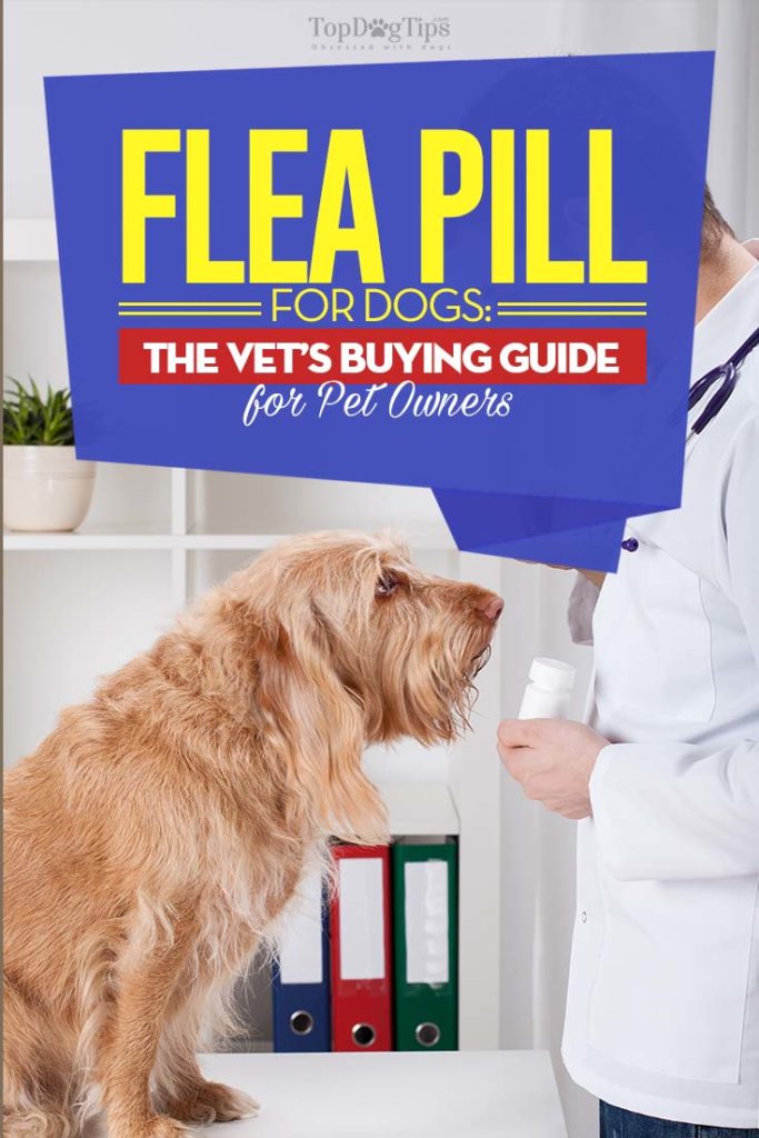 Flea Pills for Dogs - The Vet’s Buying Guide for Pet Owners