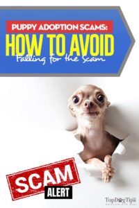 Guide on How Not to Get Scammed Adopting a Puppy