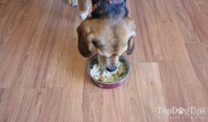 anti yeast dog food recipe