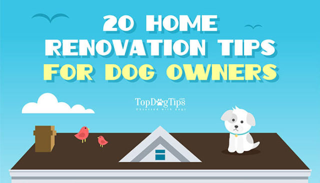 Home Renovation Tips for Dog Owners