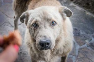 Homeless dog puppy eyes