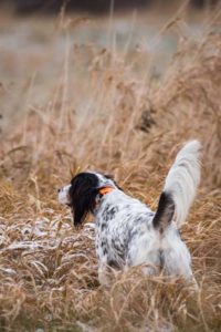 Hunting dog parasites