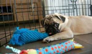 Products That Improve Your Dog’s Life