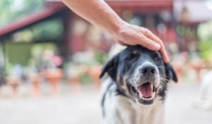 Products That Improve Your Dog’s Life