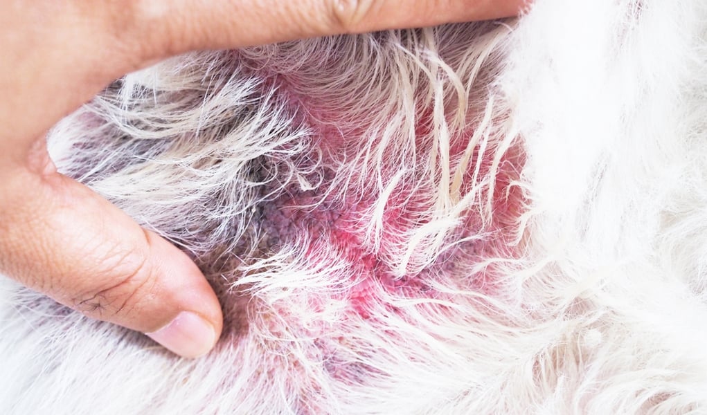 Ringworm in Dogs