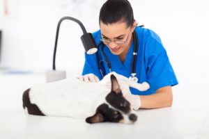 Ringworm in Dogs