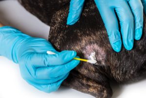 Ringworm in Dogs