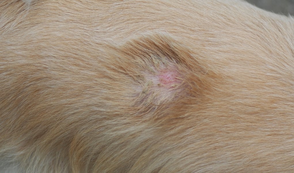 Ringworm in Dogs