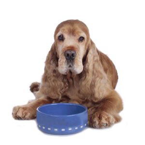 Senior homemade dog food recipe