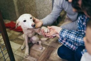 Shelter dog meets strangers