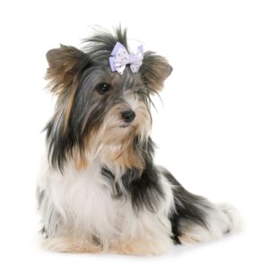 Smallest Dog Breeds