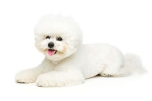 Smallest Dog Breeds