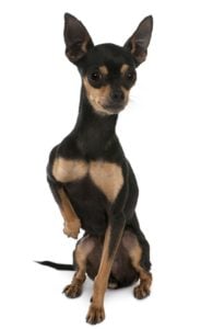 Smallest Dog Breeds