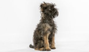 Smallest Dog Breeds