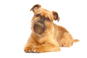 Smallest Dog Breeds