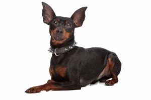 Smallest Dog Breeds