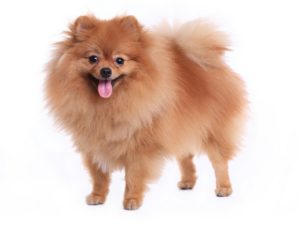 Smallest Dog Breeds