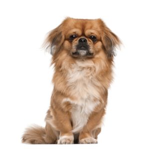 Smallest Dog Breeds