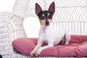 Smallest Dog Breeds