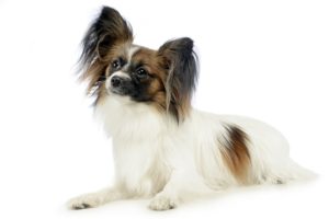 Smallest Dog Breeds