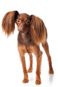 Smallest Dog Breeds