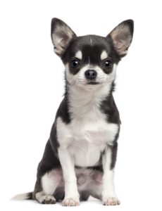 Smallest Dog Breeds