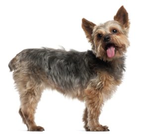 Smallest Dog Breeds