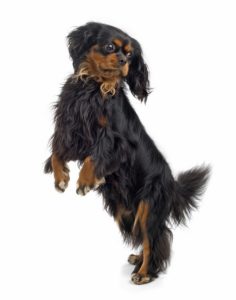 Smallest Dog Breeds