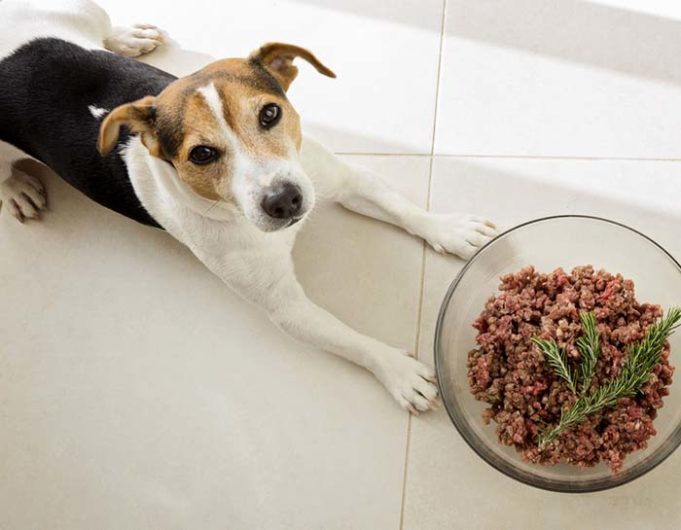 Study Says Commercial Raw Meat Foods Are Dangerous for Dogs and Humans