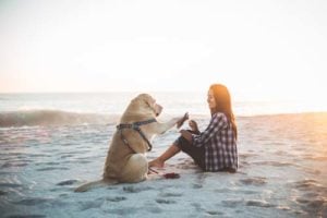 Take your dog to the beach