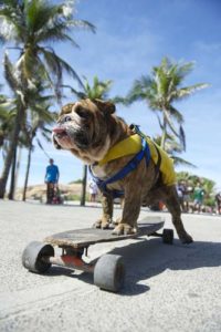 Teach your pup how to skateboard