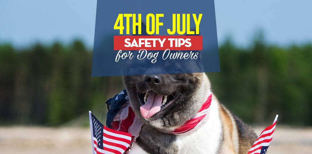 The 4th of July Safety for Dogs - How to Keep Your Pet Safe