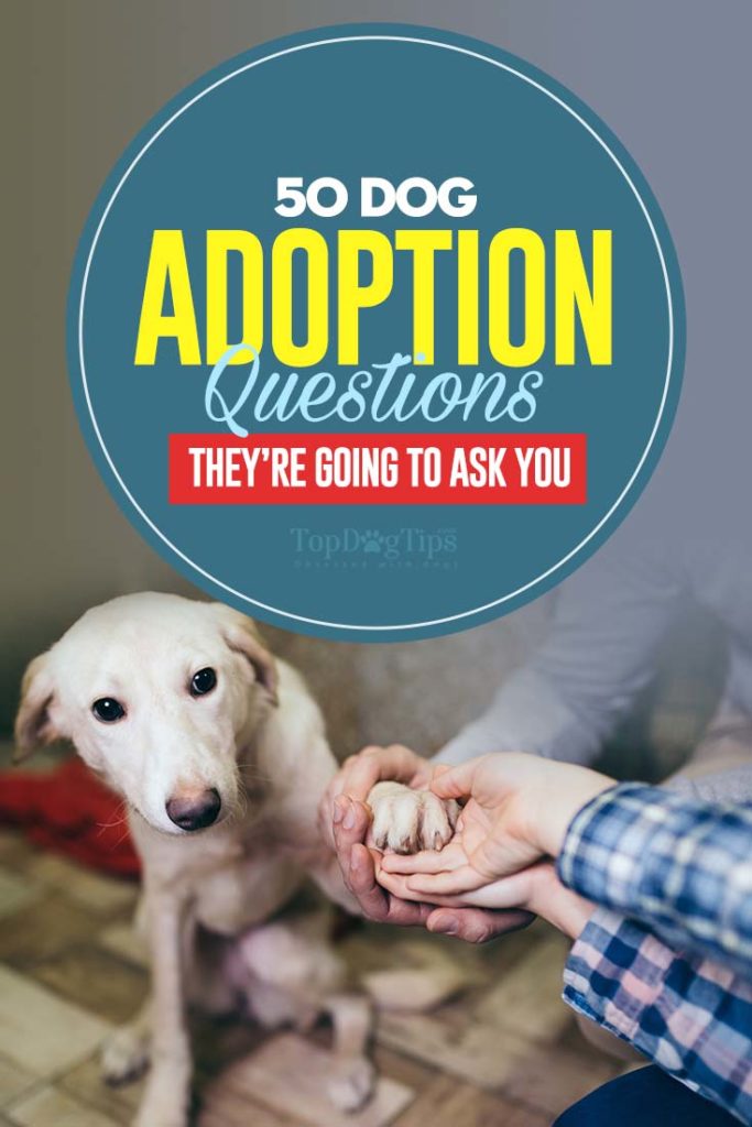 The 50 Dog Adoption Questions Shelters Ask