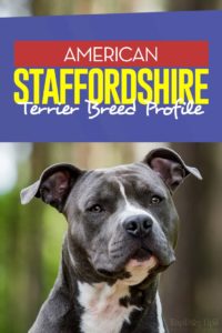 The American Staffordshire Terrier Breed Profile