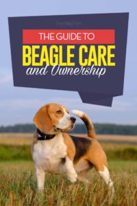 The Beagle Breed Profile