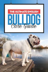 The English Bulldog Breed Profile