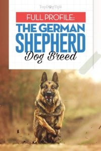 The German Shepherd Dog Breed Profile